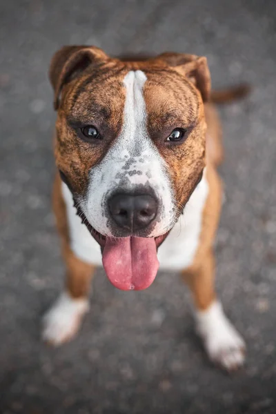 Szelektív Fókusz Felvétel Egy Amerikai Staffordshire Terrier Imádnivaló Kutya — Stock Fotó