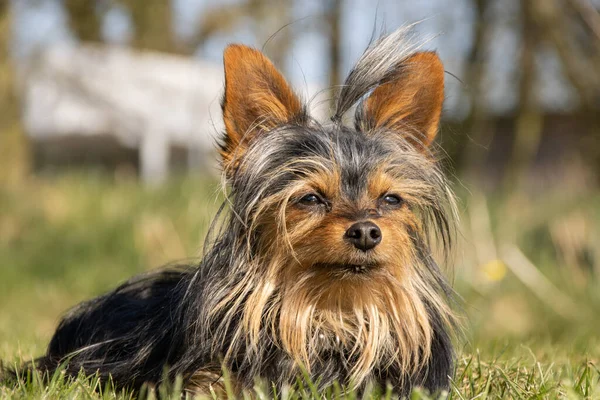 Closeup Yorkshire Terrier Lawn — Stock Photo, Image