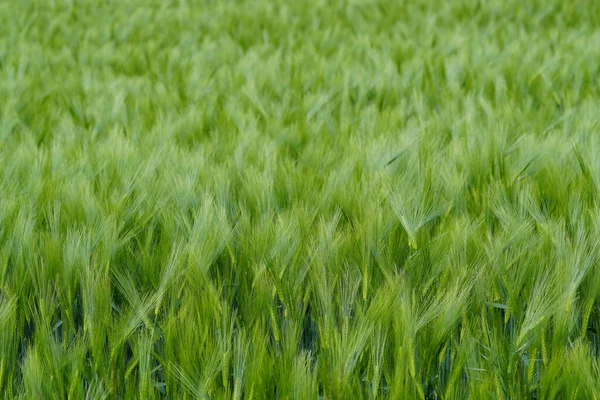 Closeup Shot Green Unripe Barley Field — Stockfoto