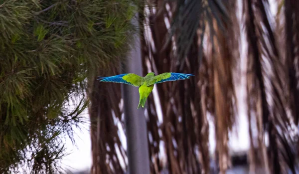 Een Vliegende Groene Monnik Parkiet Papegaai Neergestreken Een Tak — Stockfoto