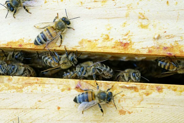 Ένα Κοντινό Πλάνο Των Μελισσών Μεταξύ Των Σκελετών Μελιού Στην — Φωτογραφία Αρχείου