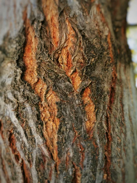 Vertikální Záběr Kůry Stromu Tapetu Pozadí — Stock fotografie