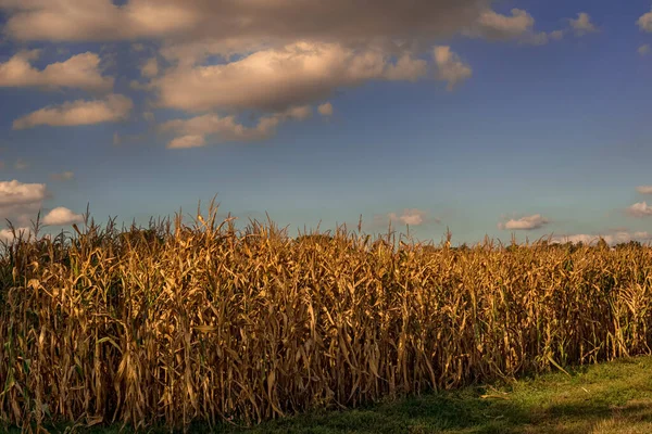 Кукурузное Поле Облачным Осенним Небом — стоковое фото