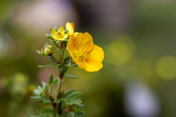 Selective Focus Shot Yellow Potentilla Sunset Blossoms — 图库照片