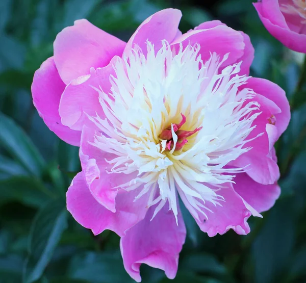 Zbliżenie Ujęcie Szpilki Peony Kwiat — Zdjęcie stockowe