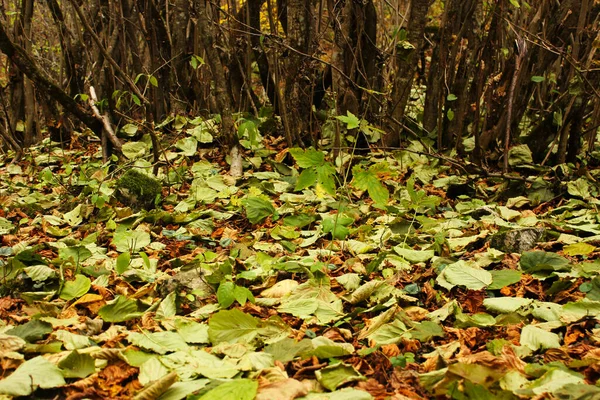 Крупним Планом Різнокольорове Листя Землі Восени — стокове фото