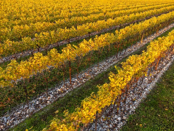 Landscape View Yellow Shrubs Vineyards Autumn — 图库照片