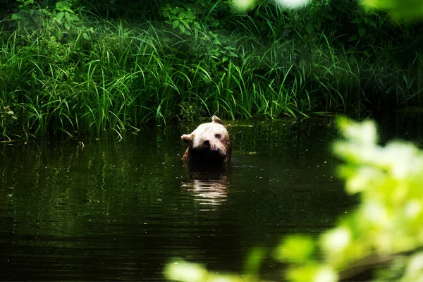 Urso Pardo Eurasiático Está Nadando Lago — Fotografia de Stock