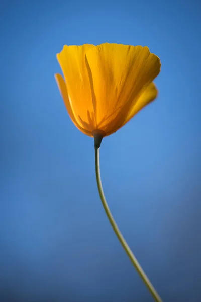 Ένα Κάθετο Πλάνο Από Ένα Κίτρινο Λουλούδι Eschscholzia — Φωτογραφία Αρχείου