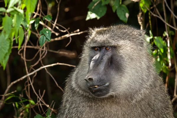 개코원숭이 — 스톡 사진
