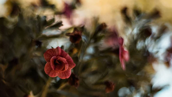 Ένα Κοντινό Πλάνο Του Ανθισμένου Κόκκινου Λουλουδιού Στον Κήπο — Φωτογραφία Αρχείου