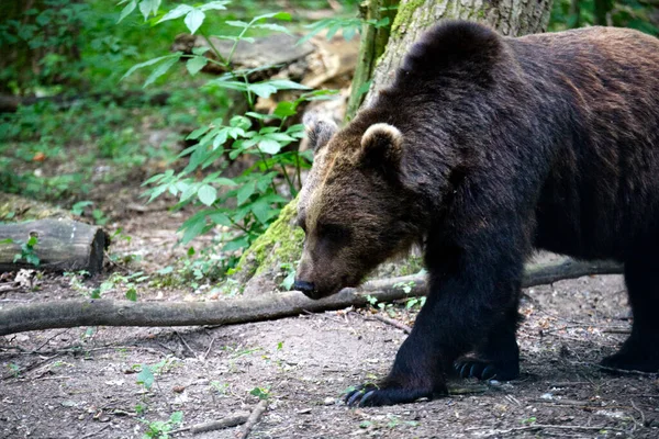 Avrasya Boz Ayısının Ormandaki Yakın Çekimi Ursus Arctos Arctos — Stok fotoğraf