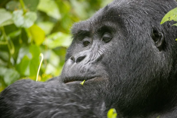 Highland Gorilla Eating Green Leaves Bwindi Impenetrable National Park Uganda — Stock Photo, Image