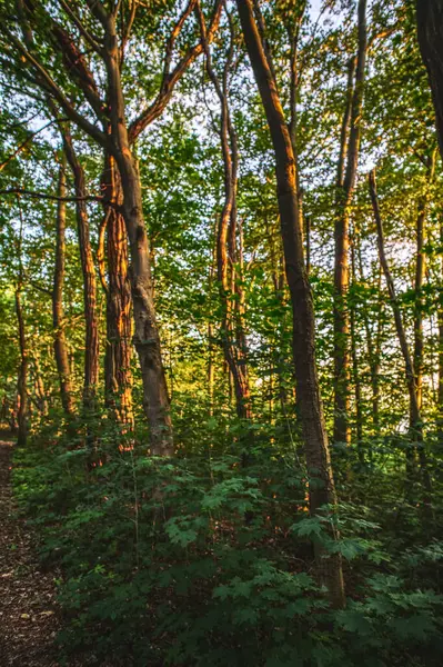 Vertikal Bild Den Täta Skogen — Stockfoto