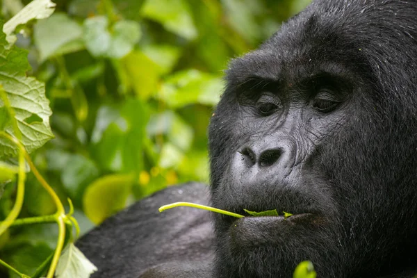 Hegyvidéki Gorilla Zöld Leveleket Eszik Bwindi Áthatolhatatlan Nemzeti Parkban Ugandában — Stock Fotó