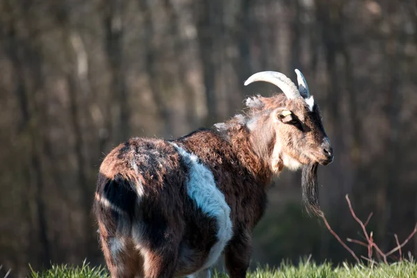 晴れた日には牧草地でヤギのクローズ — ストック写真