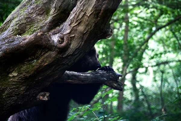 Detailní Záběr Medvěda Hnědého Stromem — Stock fotografie