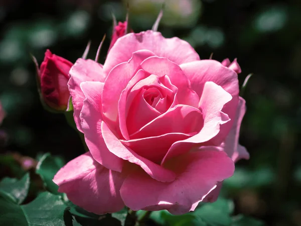 Vista Perto Flor China Rose Rosa Chinensis — Fotografia de Stock