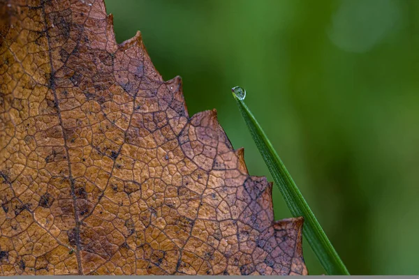 Макро Снимок Осеннего Листа — стоковое фото