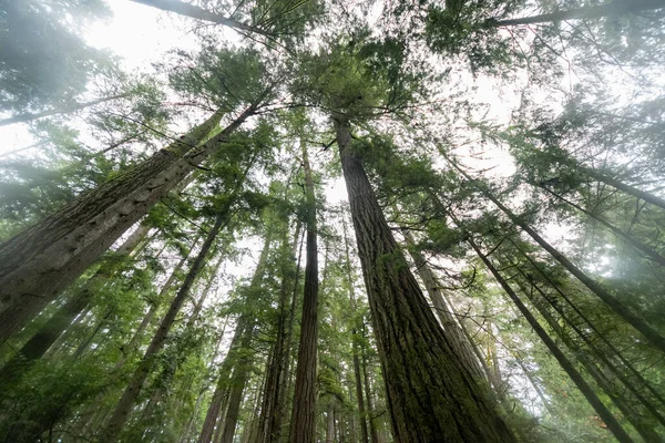 Tiro Ângulo Baixo Floresta Densa Vancouver Island British Columbia Canadá — Fotografia de Stock