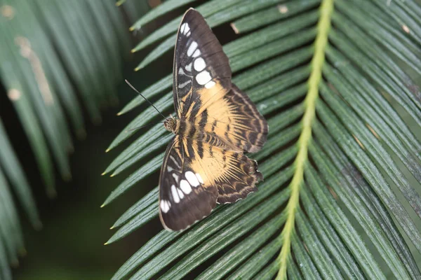 Primer Plano Una Hermosa Mariposa Sobre Una Hoja Palma —  Fotos de Stock