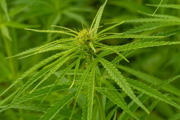 Eine Nahaufnahme Von Cannabis Oder Einem Marihuanafeld Sativa Hinterlässt Unkraut — Stockfoto