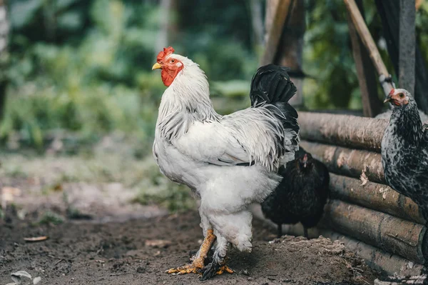 Close Shot Chicken Wooden Log Blurred Background — 图库照片