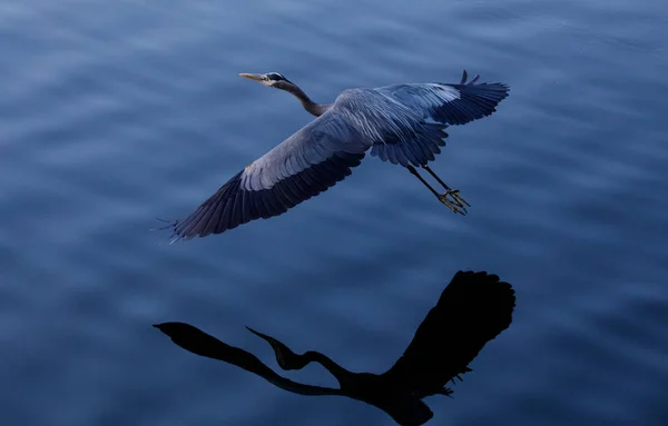 Ein Großer Blauer Reiher Fliegt Über Ein Meer — Stockfoto