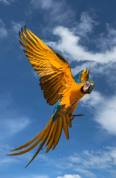 Primer Plano Vertical Del Guacamayo Azul Amarillo Cielo Ara Ararauna —  Fotos de Stock