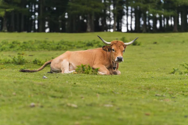 Uma Vaca Marrom Sentada Grama Verde Pasto — Fotografia de Stock