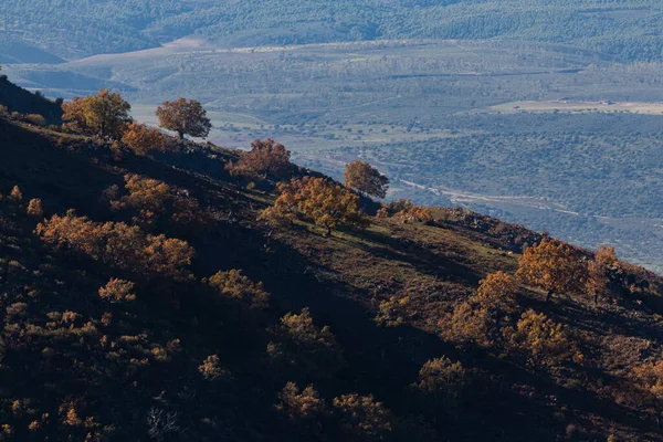 Вид Воздуха Покрытую Лесом Гору Голубым Небом — стоковое фото