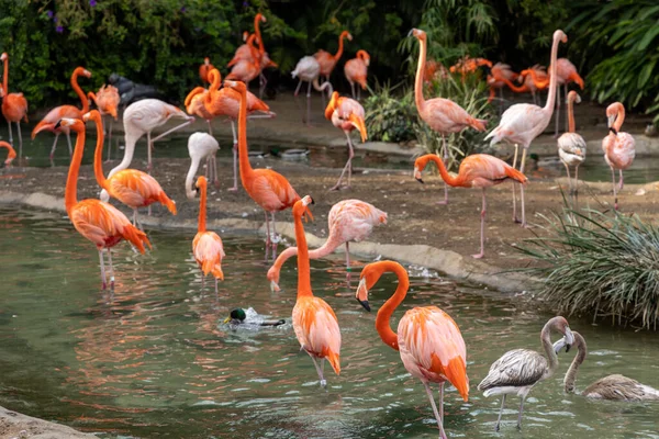池に浮かぶカラフルなフラミンゴの風景 — ストック写真
