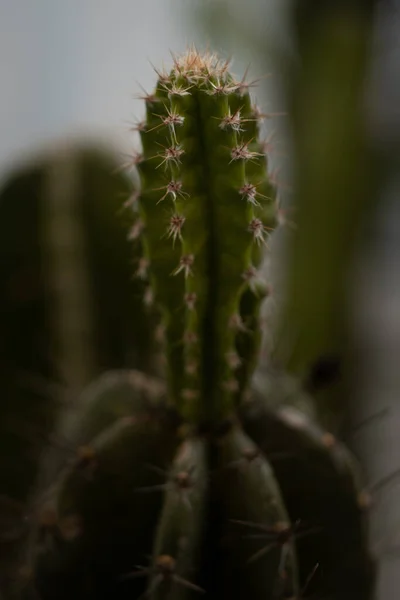 Primer Plano Vertical Cactus Crecimiento —  Fotos de Stock