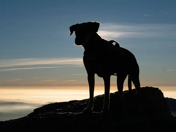 Een Silhouet Uitzicht Van Een Hond Top Van Een Berg — Stockfoto