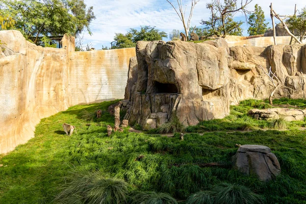 Malowniczy Widok Grupę Małp Zoo Słoneczny Dzień — Zdjęcie stockowe