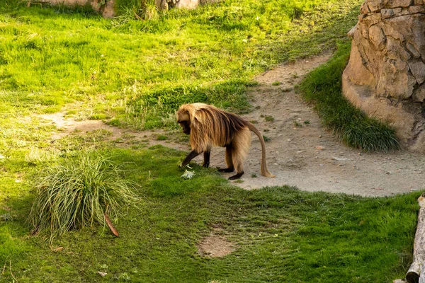 동물원에 귀엽고 원숭이 — 스톡 사진