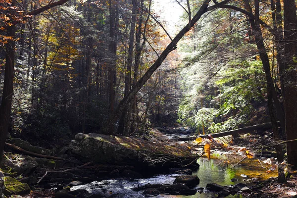 Malebný Pohled Svěží Les Velkými Stromy Řeku Podzim — Stock fotografie