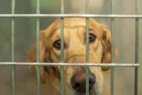 Egy Közeli Felvétel Egy Szomorú Golden Retrieverről Egy Ketrecben Egy — Stock Fotó