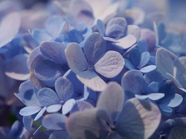 Gros Plan Belles Hortensias Bleues — Photo