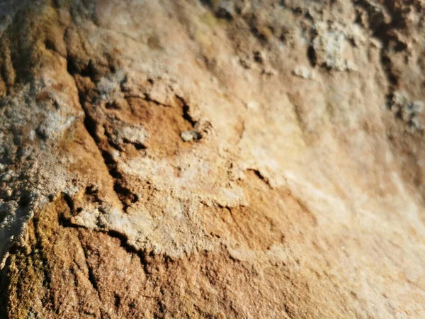 Närbild Bild Bild Träd Bark För Tapeter Och Bakgrund — Stockfoto