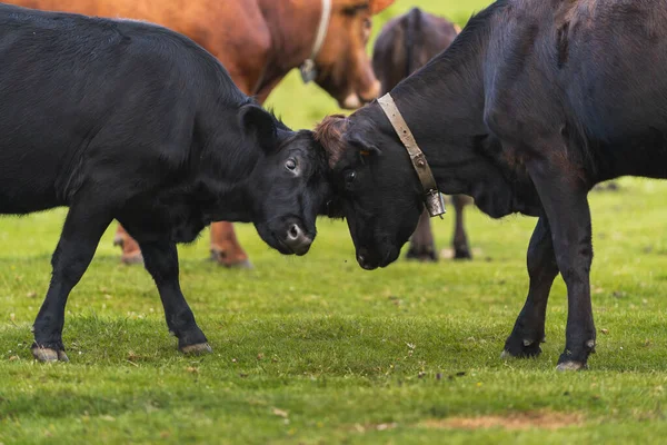 Una Manada Vacas Pastando Pasto — Foto de Stock