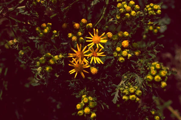 Egy Közeli Kép Egy Gyönyörű Virágról Ami Virágzik Kertben — Stock Fotó