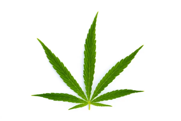 Medical Marijuana Green Cannabis Leaves Isolated White Background — 图库照片