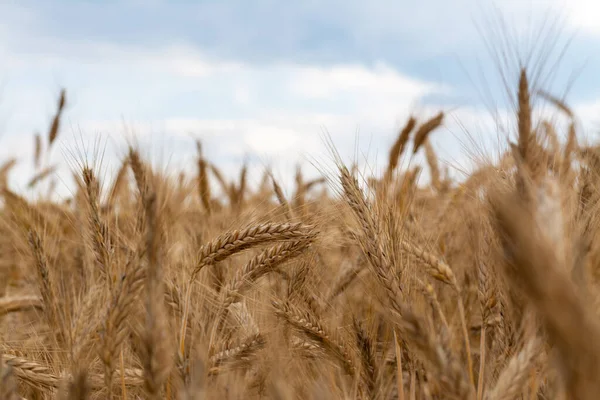 Прекрасный Вид Пшеничное Поле Фоне Голубого Облачного Неба Закате — стоковое фото