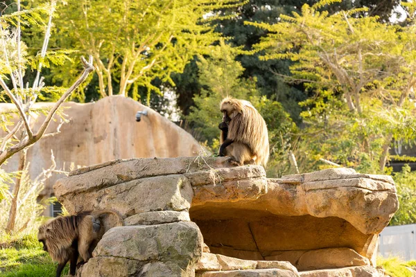 Ein Niedlicher Flauschiger Affe Sitzt Auf Einem Felsen Einem Zoo — Stockfoto
