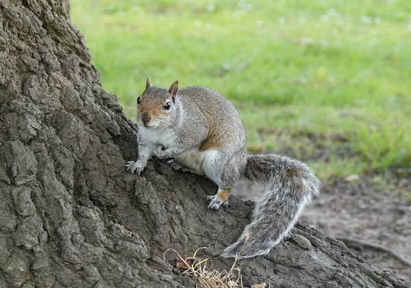 Closeup Shot Squirrel Tree Forest Day — Stock Photo, Image