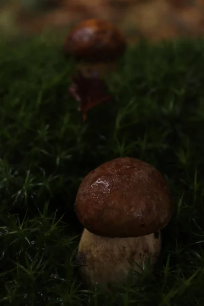 Eine Selektive Fokusaufnahme Eines Suillus Luteus Pilzes Auf Der Wiese — Stockfoto