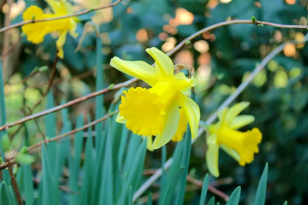 Gros Plan Belles Fleurs Jaunes Narcisses Dans Jardin — Photo