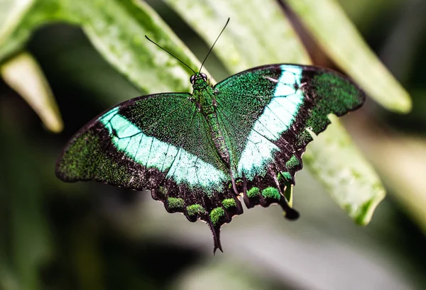Macro Shot Beautiful Emerald Swallowtail Butterfly Leaf — Stockfoto