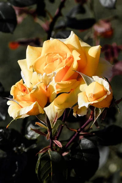 Primer Plano Vertical Rosas Amarillas Florecientes — Foto de Stock